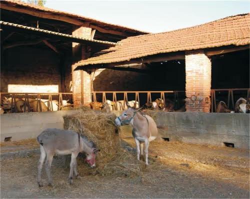 Fattoria Agriturismo Bigongiari Лукка Экстерьер фото